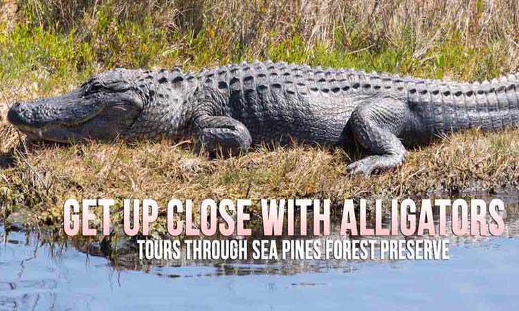 Alligator Tours Hilton Head Island, SC